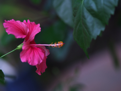 ハイビスカス・４