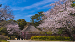桜・ときわ公園４