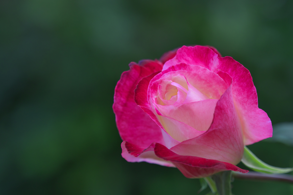 秋薔薇・２２