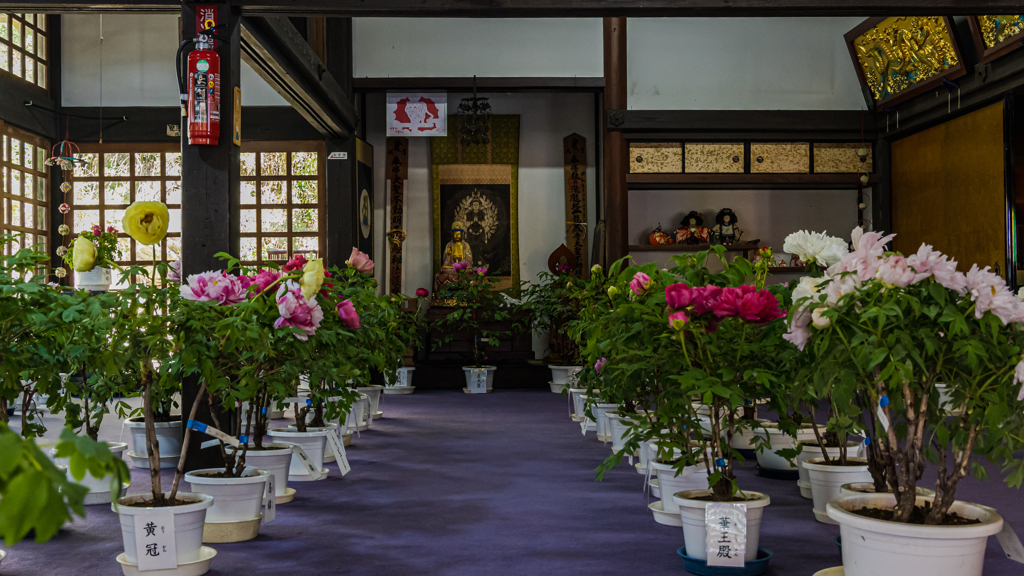 冬牡丹＿３・龍蔵寺