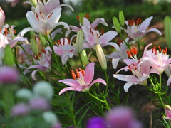 花通り＿８