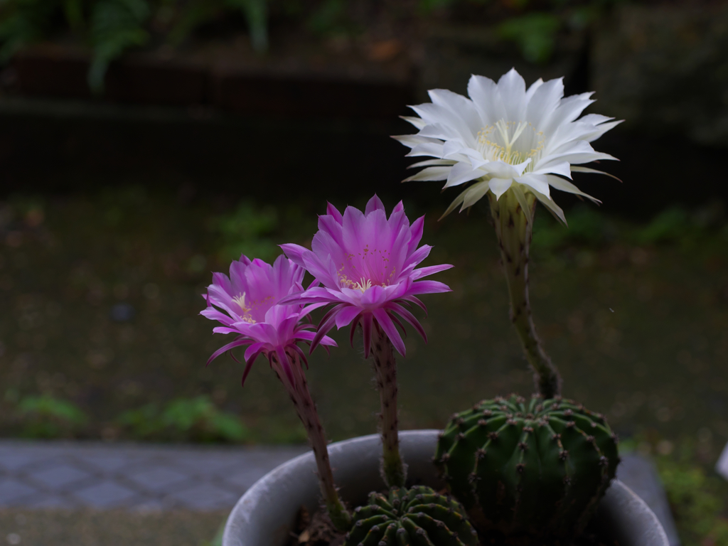 サボテンの花・１