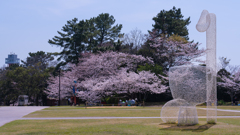 ときわ公園の桜＿２３