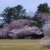 ときわ公園の桜＿２３