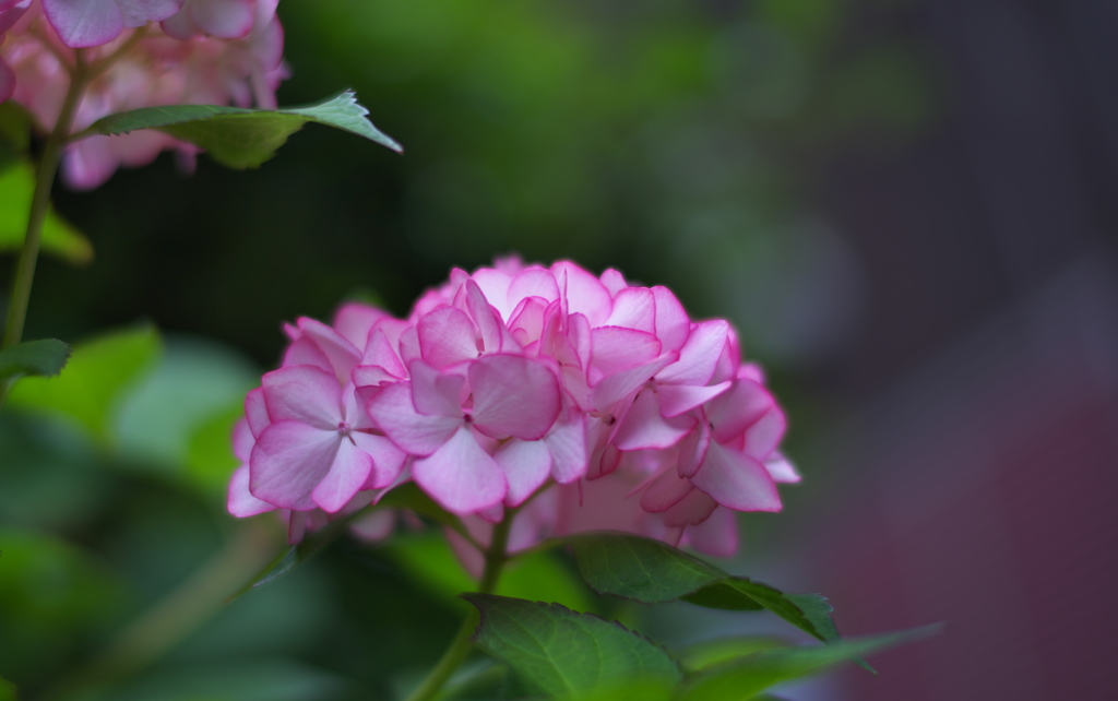 紫陽花３０＿１