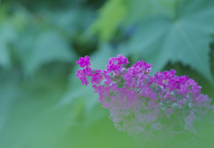 百日紅・１５