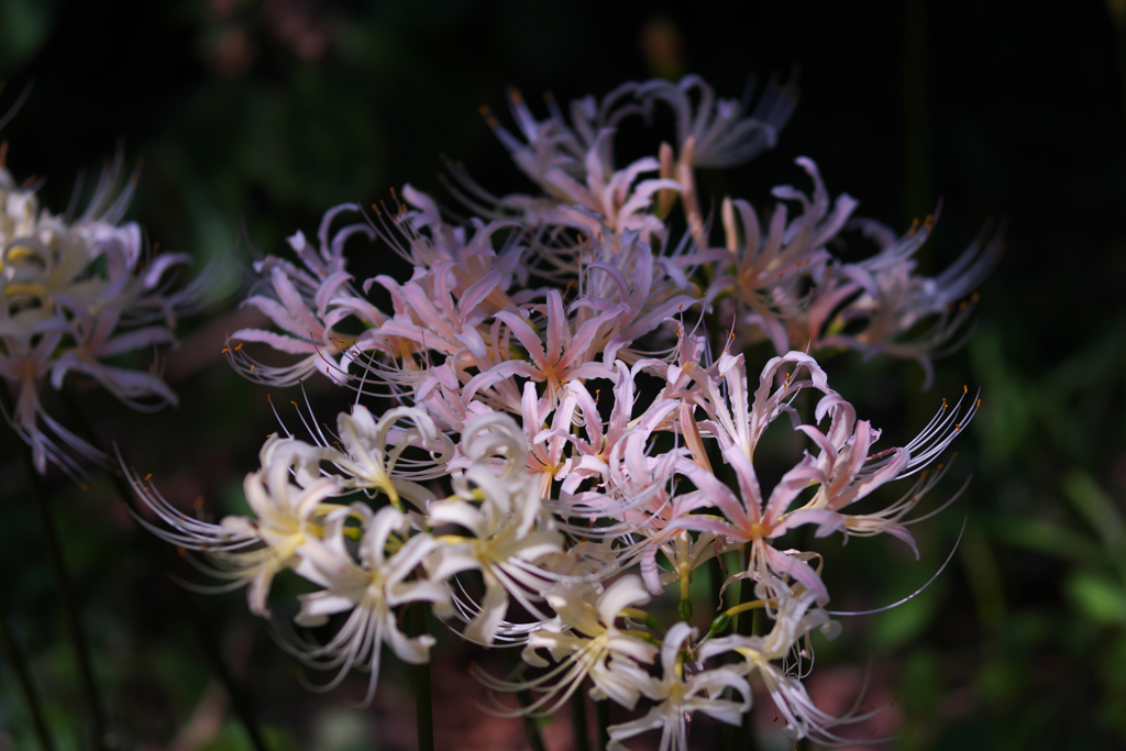 彼岸花１＿１５