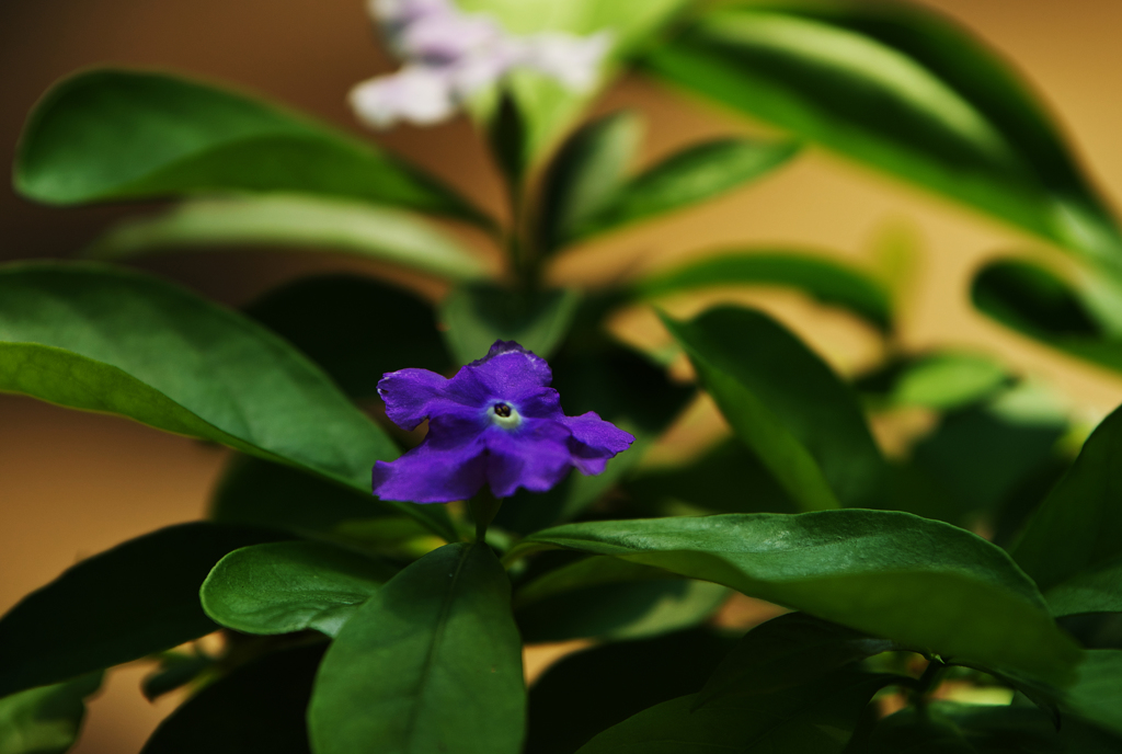 ニオイバンマツリ