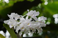 グアリアンセ　スキネリ