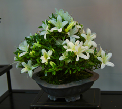 皐盆栽展・２０
