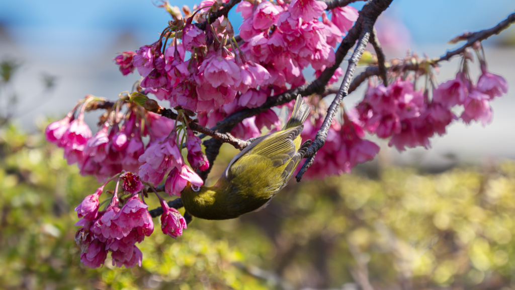河津桜＿２０