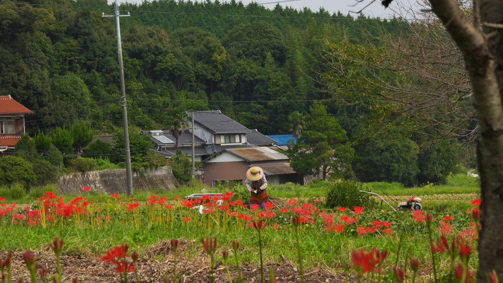 彼岸花・６