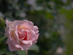春薔薇・８