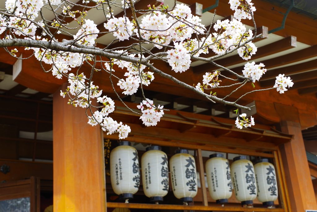 桜3