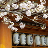 桜3