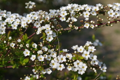 白い花