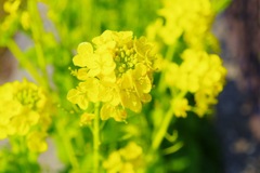 菜の花
