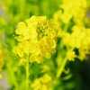 菜の花
