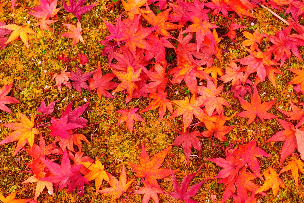 落ち紅葉