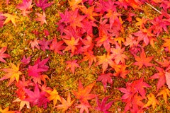 落ち紅葉