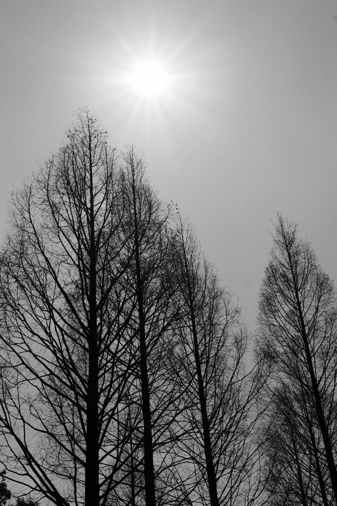 太陽と木
