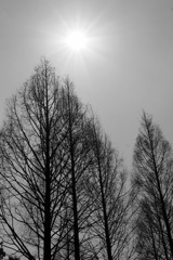 太陽と木