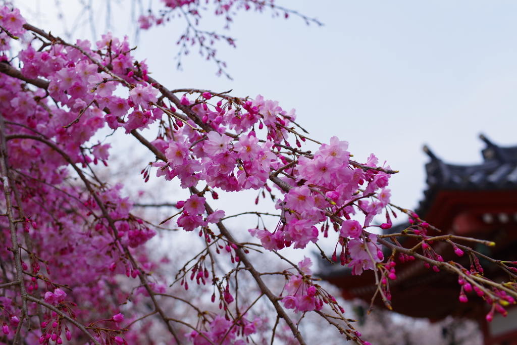 八重桜2