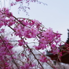 八重桜2