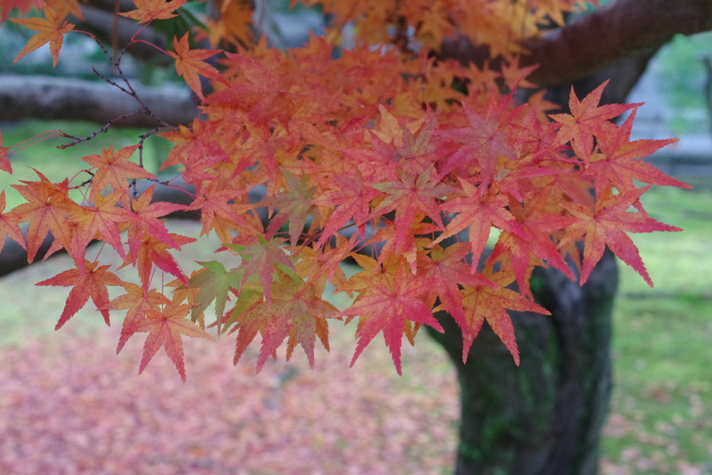 二条城