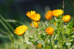 春の花