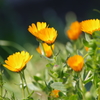 春の花