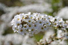 白い花2