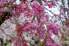 八重桜