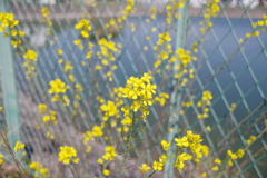 菜の花じゃない