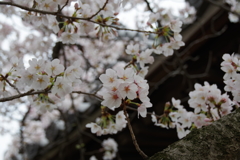 桜と寺