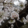 桜と寺