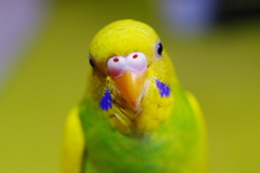 ドアップ
