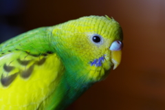 ピピ