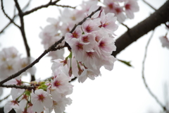 桜
