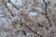 桜2