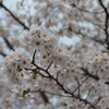 桜2