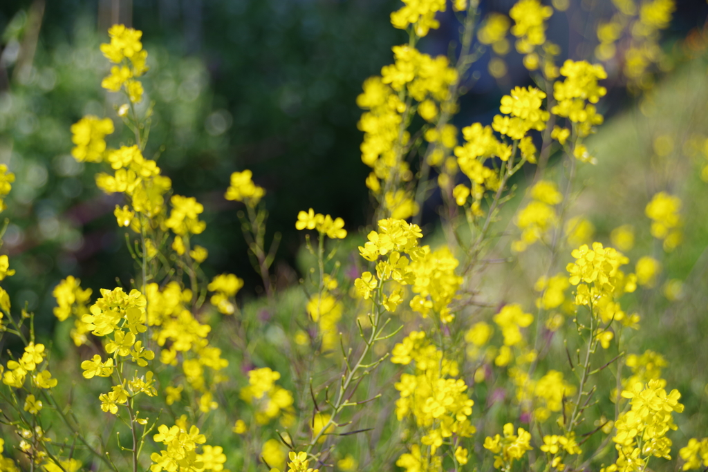 黄色の花