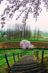 桜までの道のり