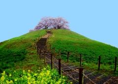 丘の上のサクラ
