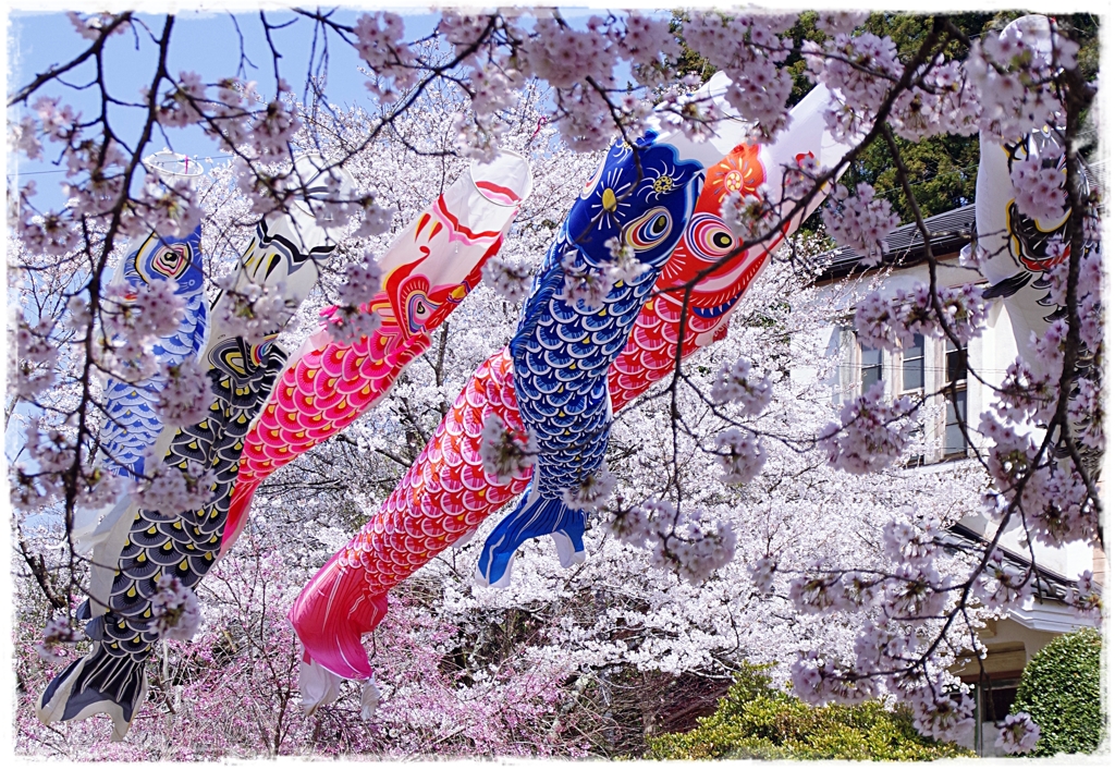 桜の川を泳ぐ