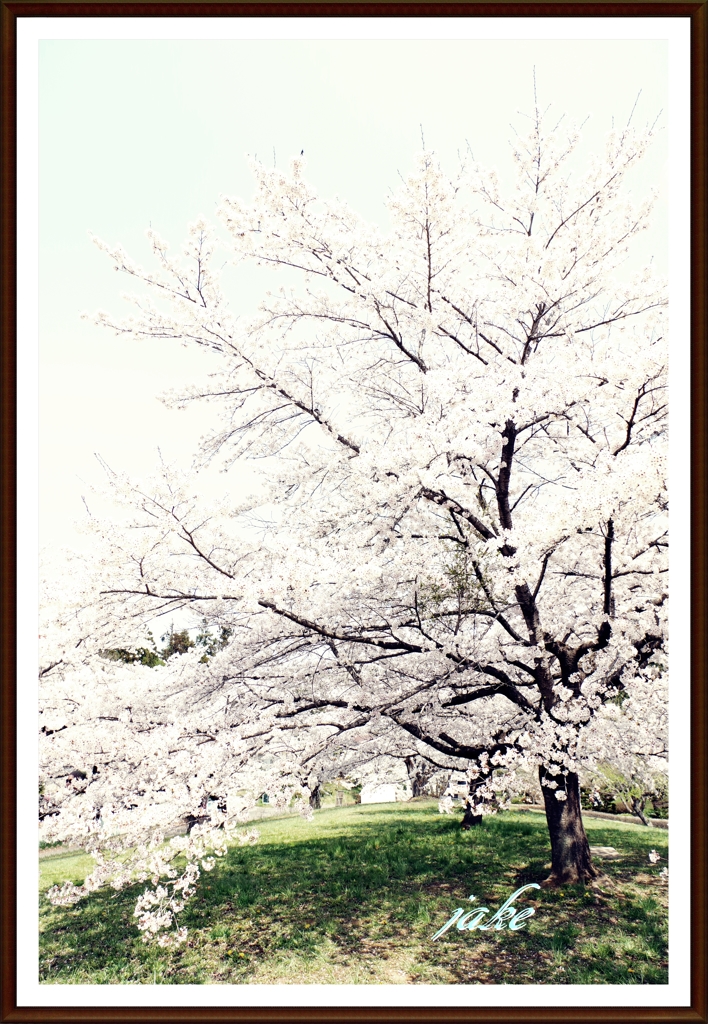 丘の上の桜