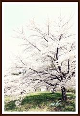 丘の上の桜