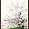 丘の上の桜