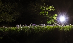 夜の光