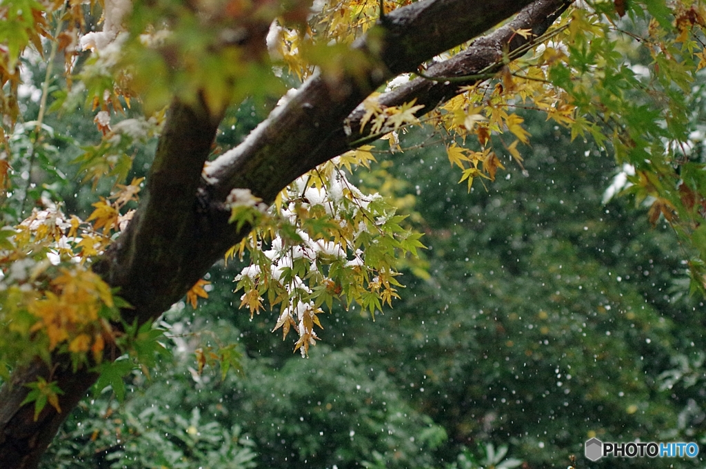 雪舞う秋